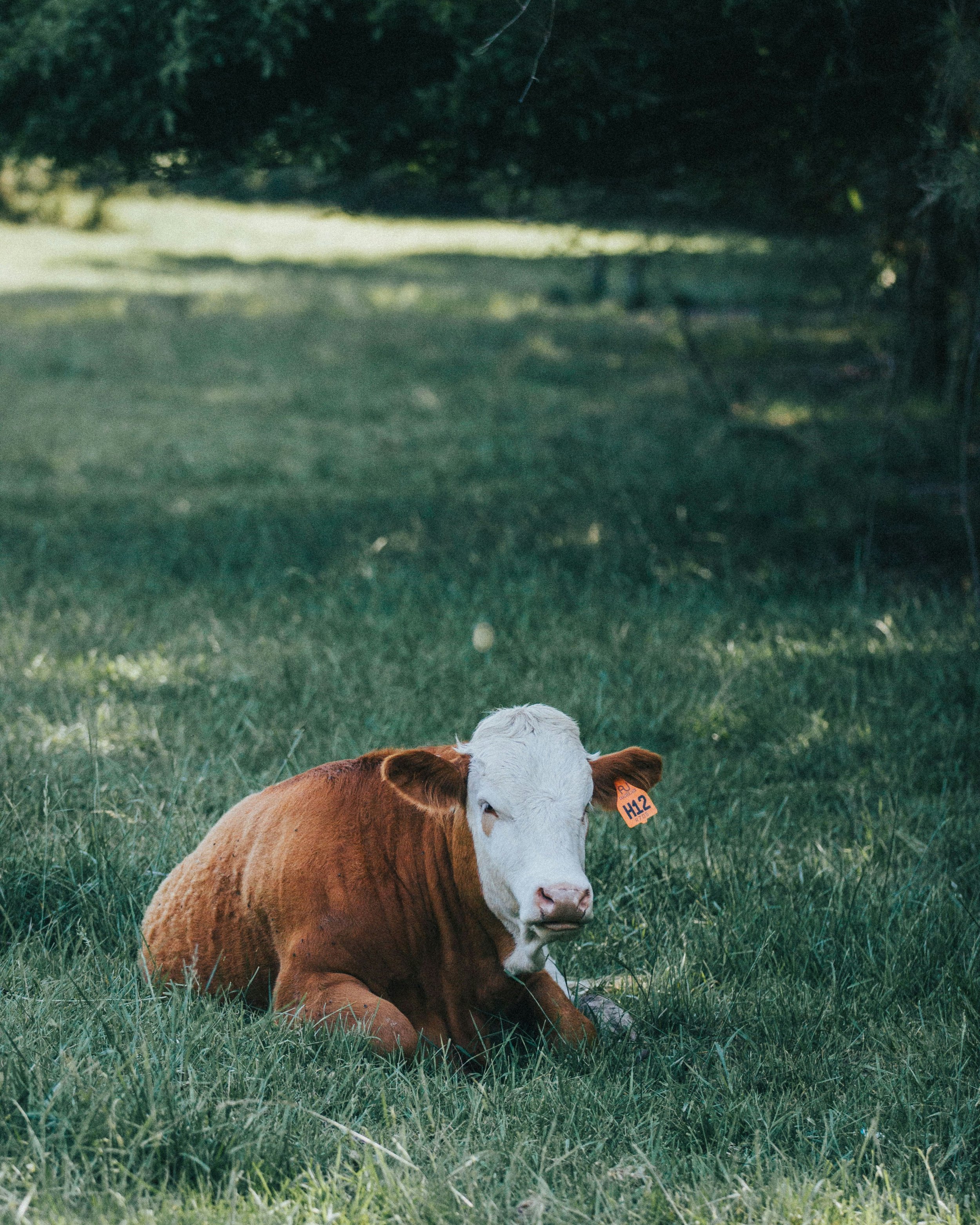Cattle