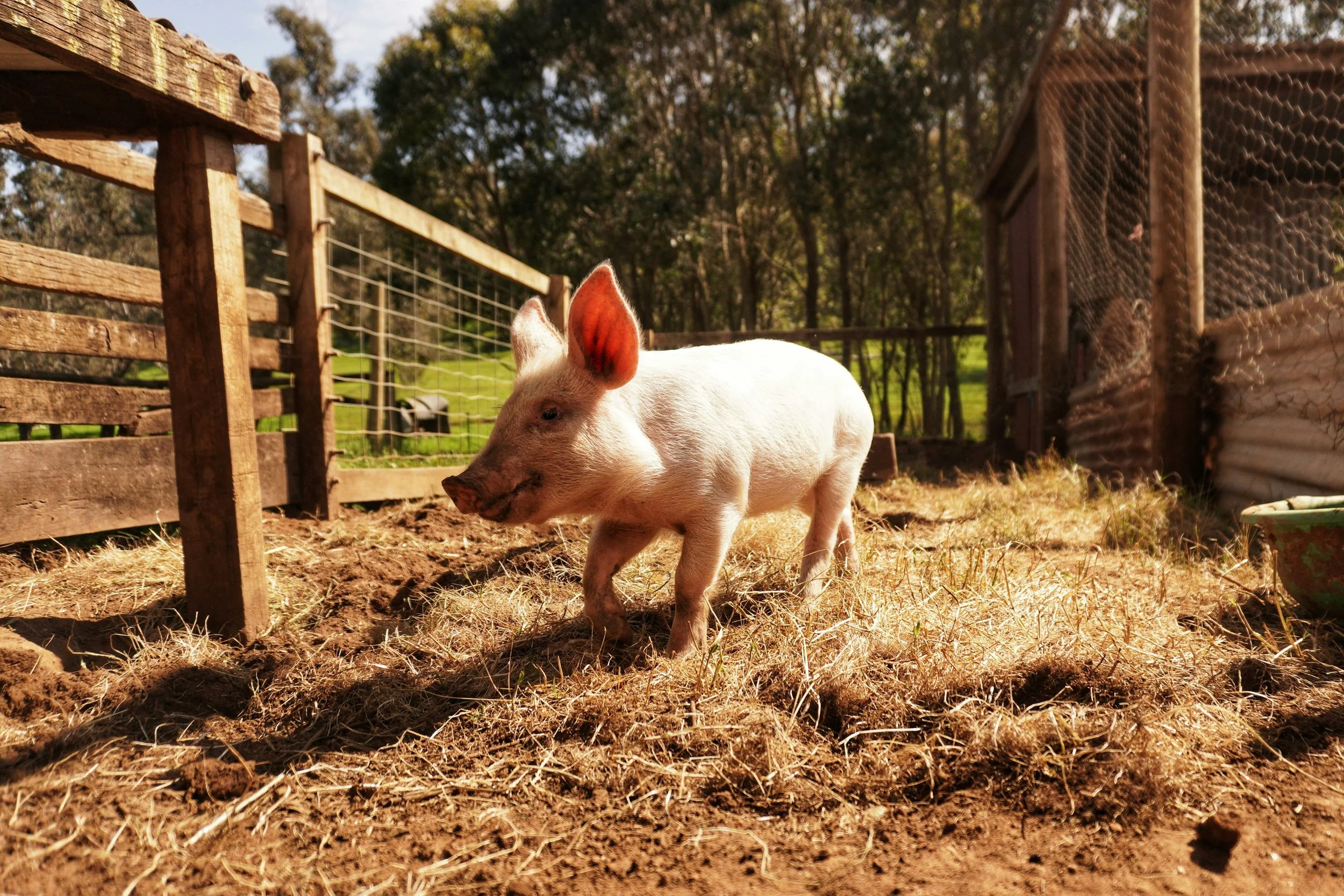 Piglets
