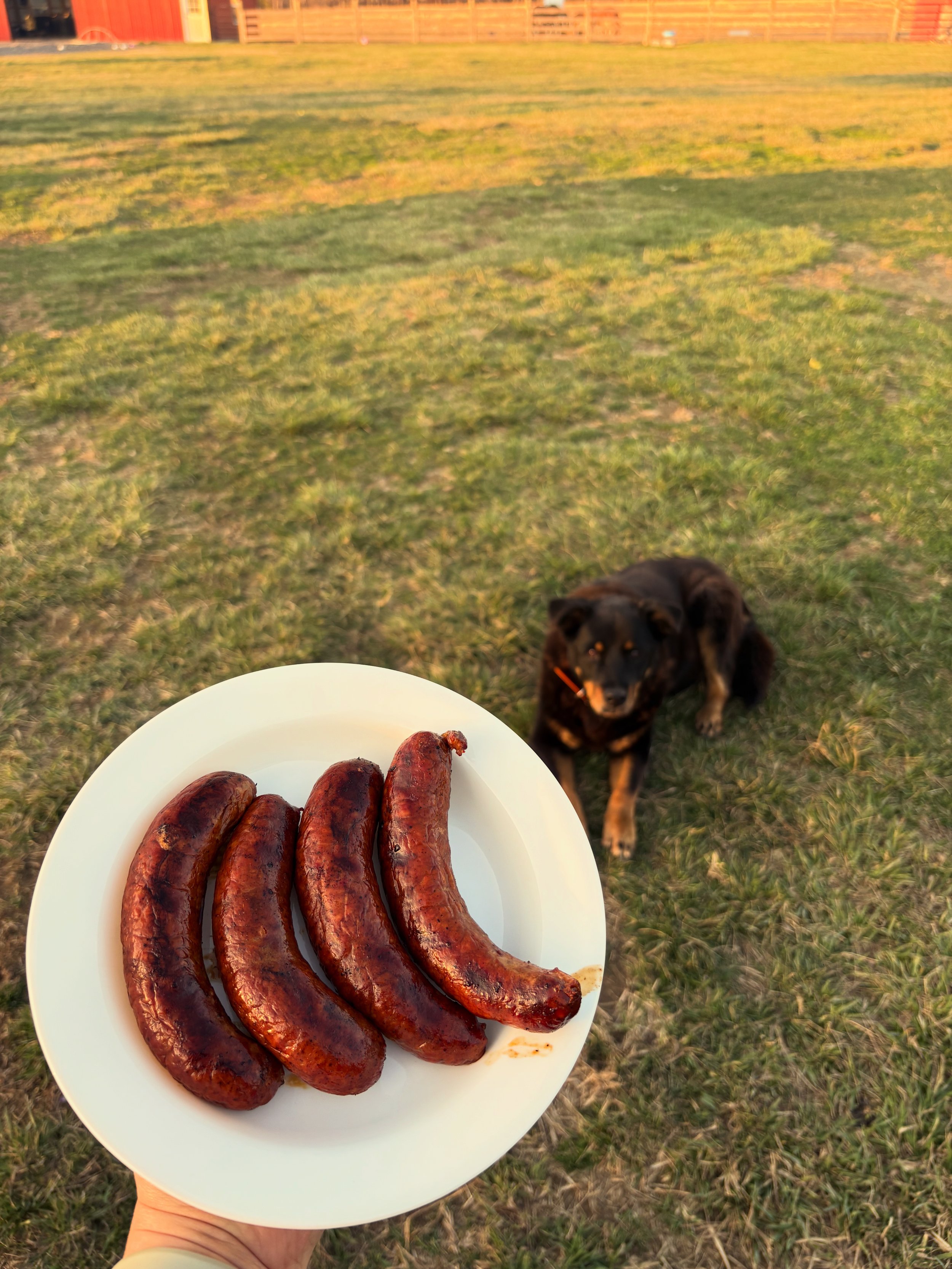 Chorizo Sausage Links