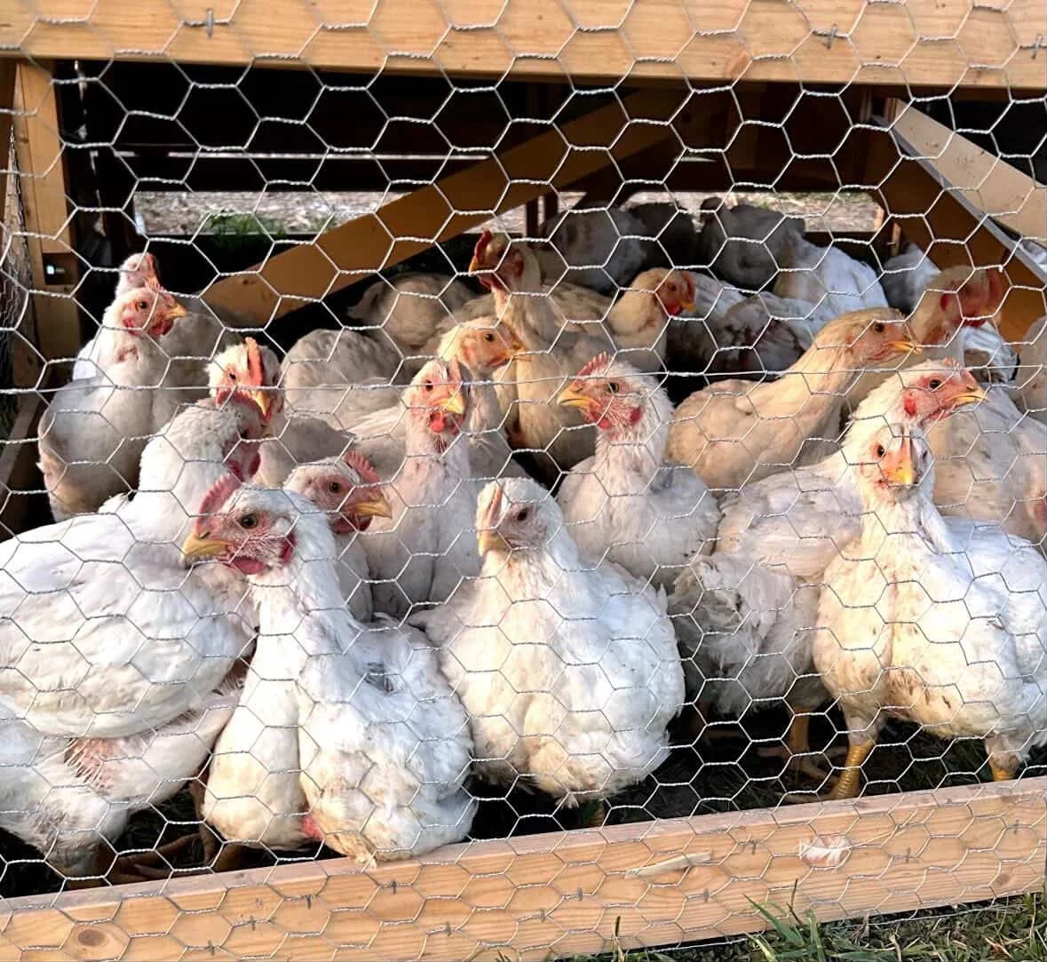 Pasture-Raised Chickens on Duck Butter Farm