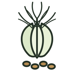Fennel icon