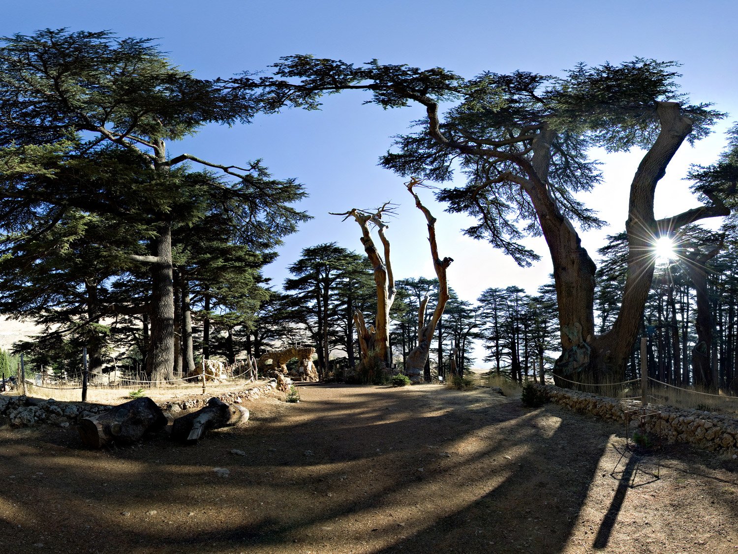Cedars of Bsharri, cedars of Gof, Mount Lebanon