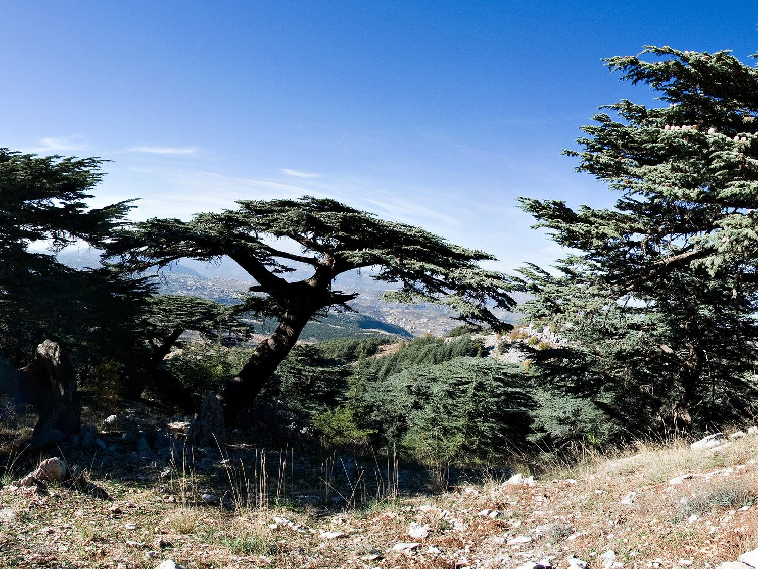 Shouf cedars forest, Lebanon