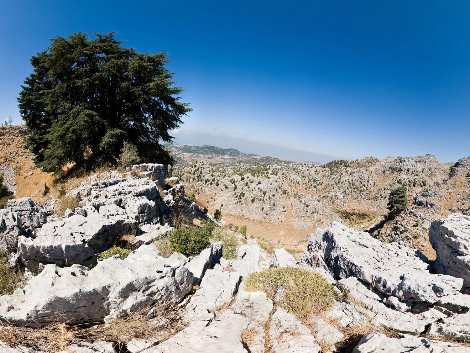 Cedars of Jaj in the rocky landscape of Mount Lebanon
