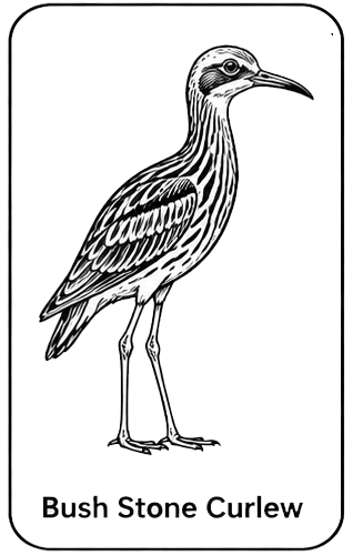 Bush Stone Curlew