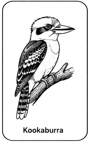 Kookaburra