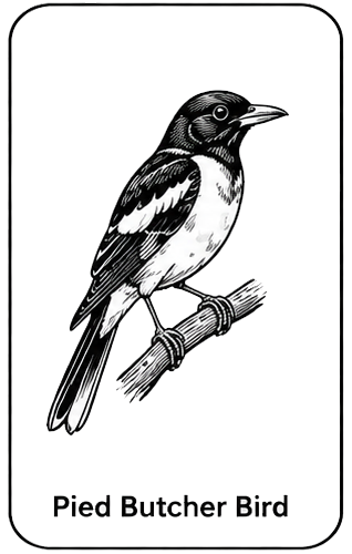 Pied Butcher Bird