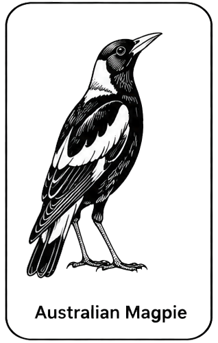 Australian Magpie