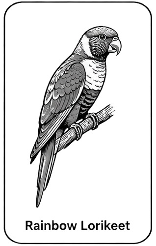 Rainbow Lorikeet