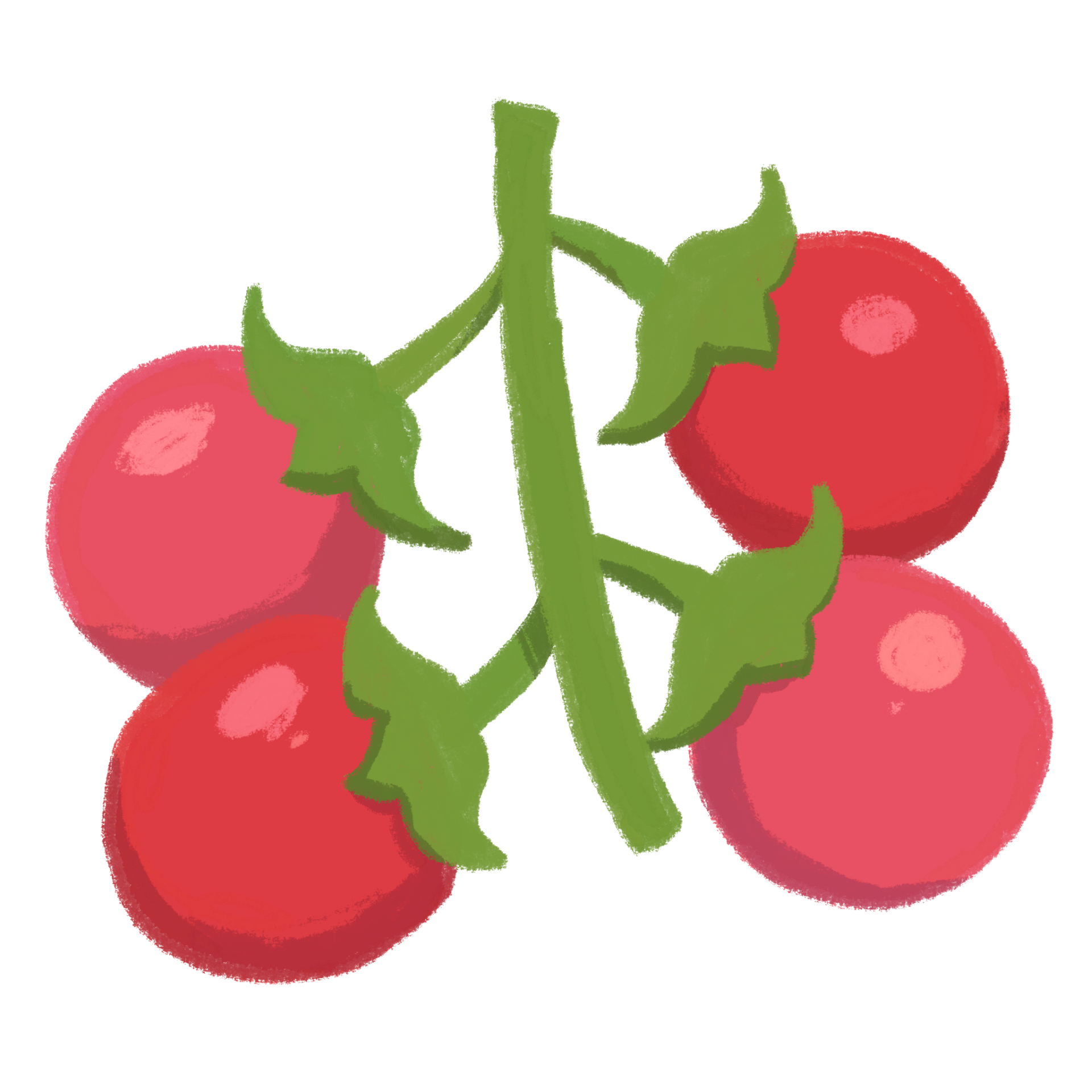 Illustration of Cherry Tomato