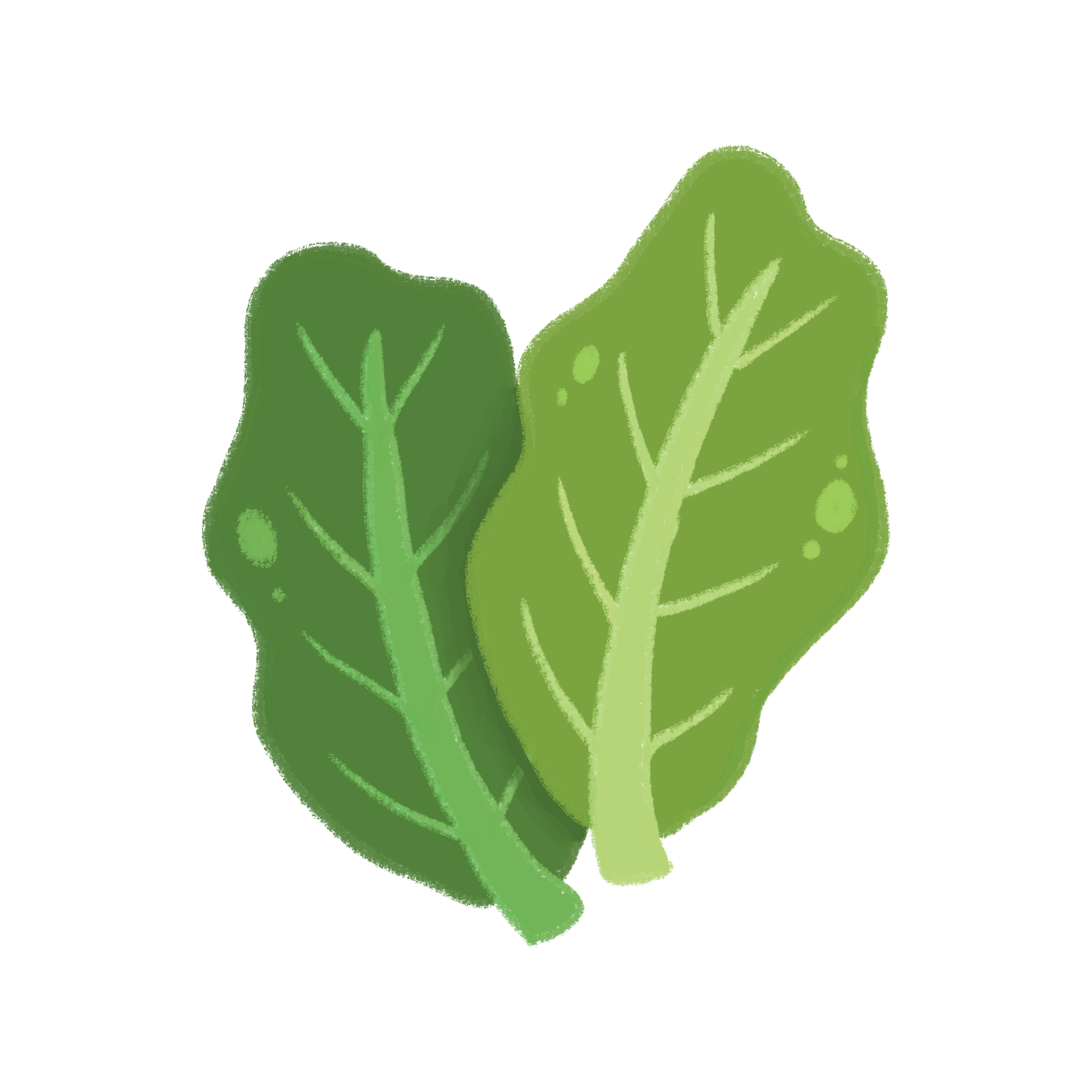 Illustration of Romaine