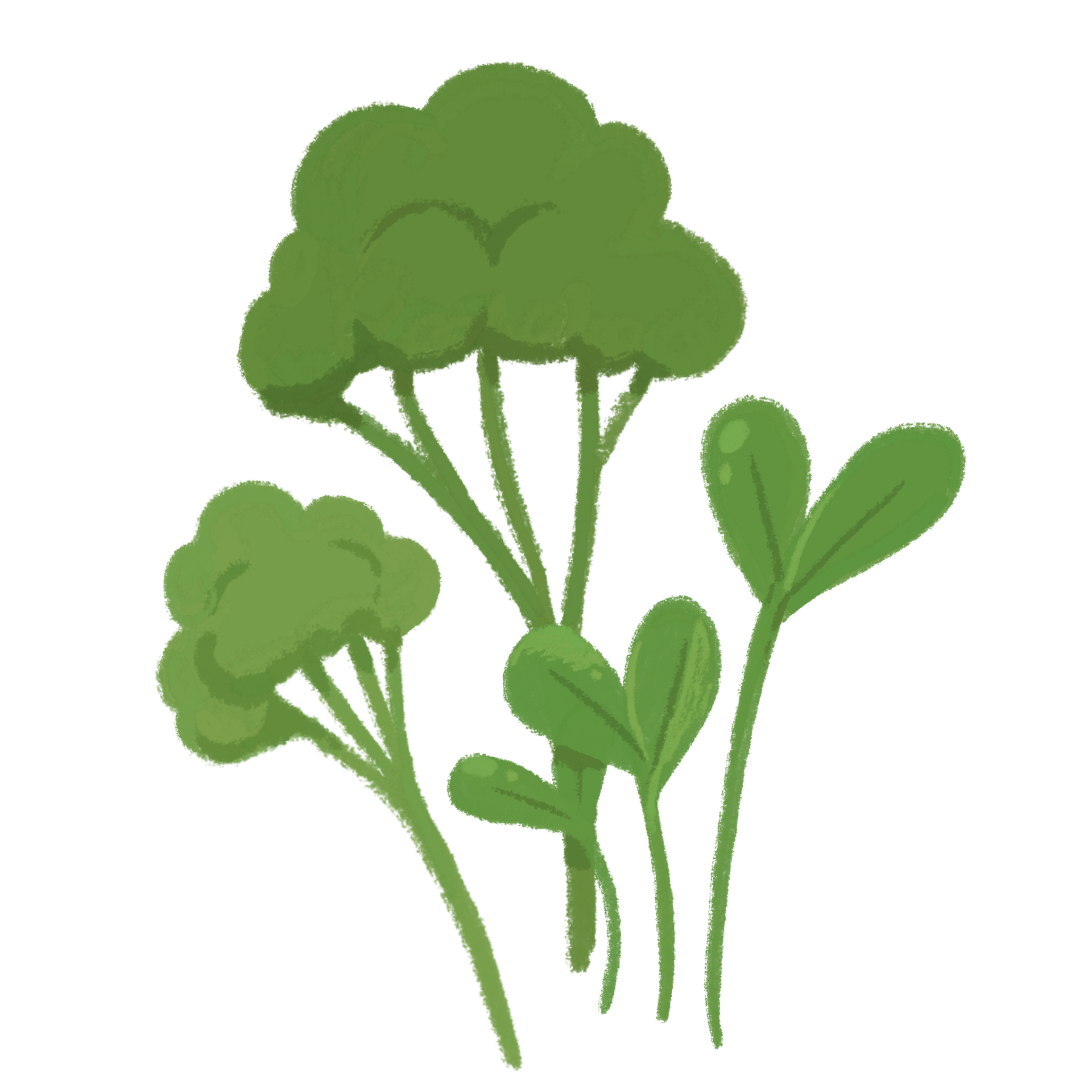 Microgreens