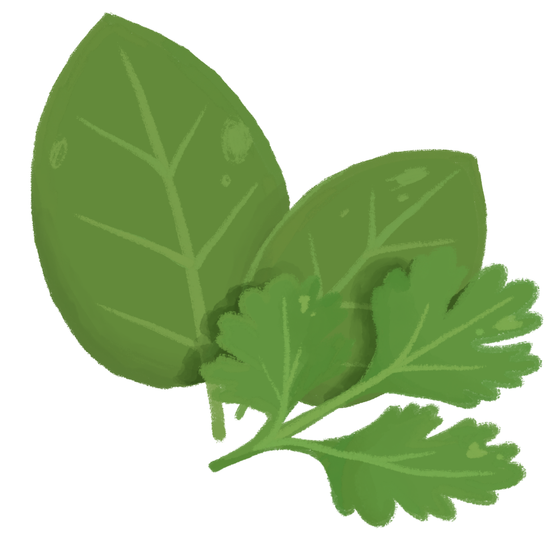 Culinary herbs