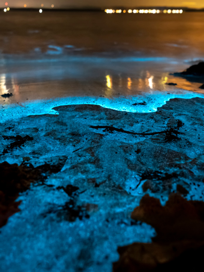 Bioluminescent Bay