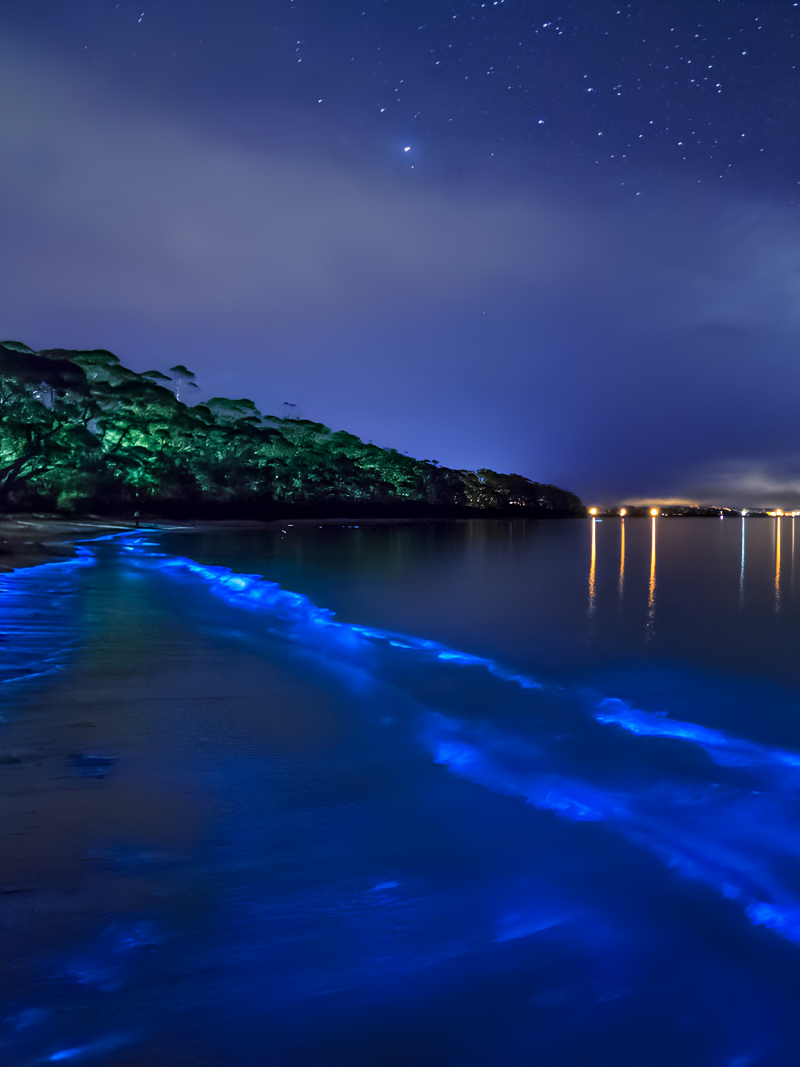 Bioluminescent Bay