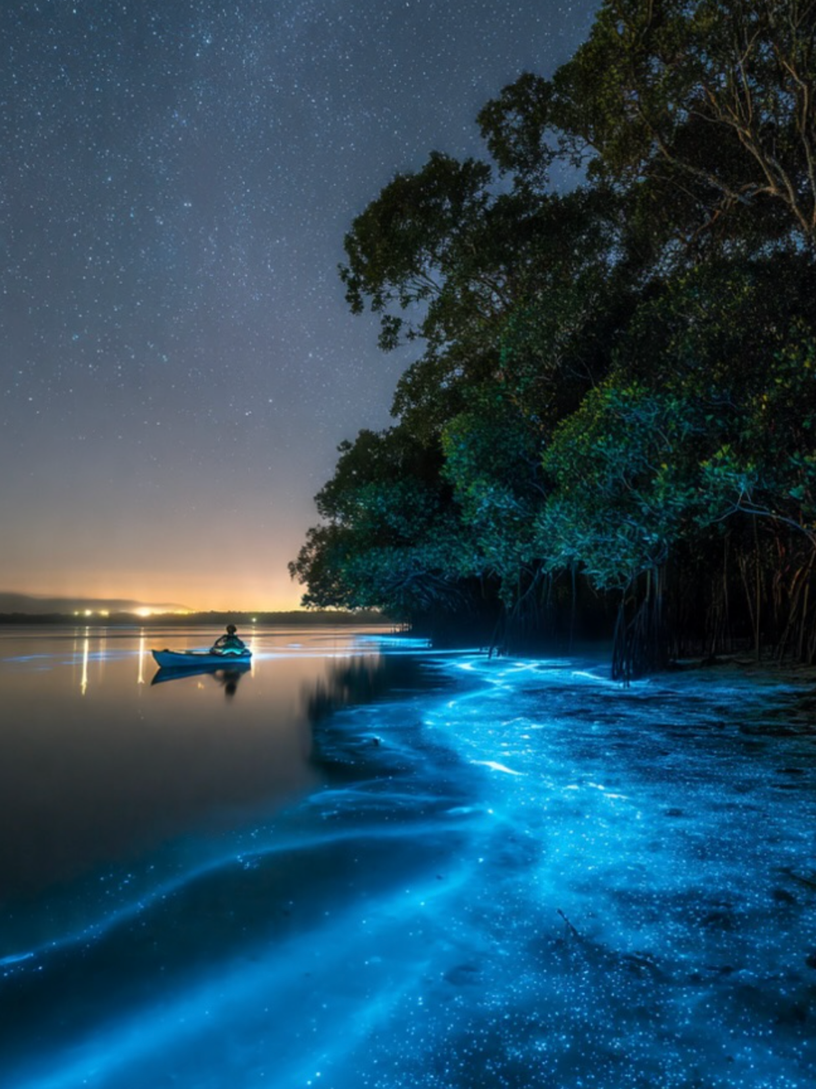 Bioluminescent Bay