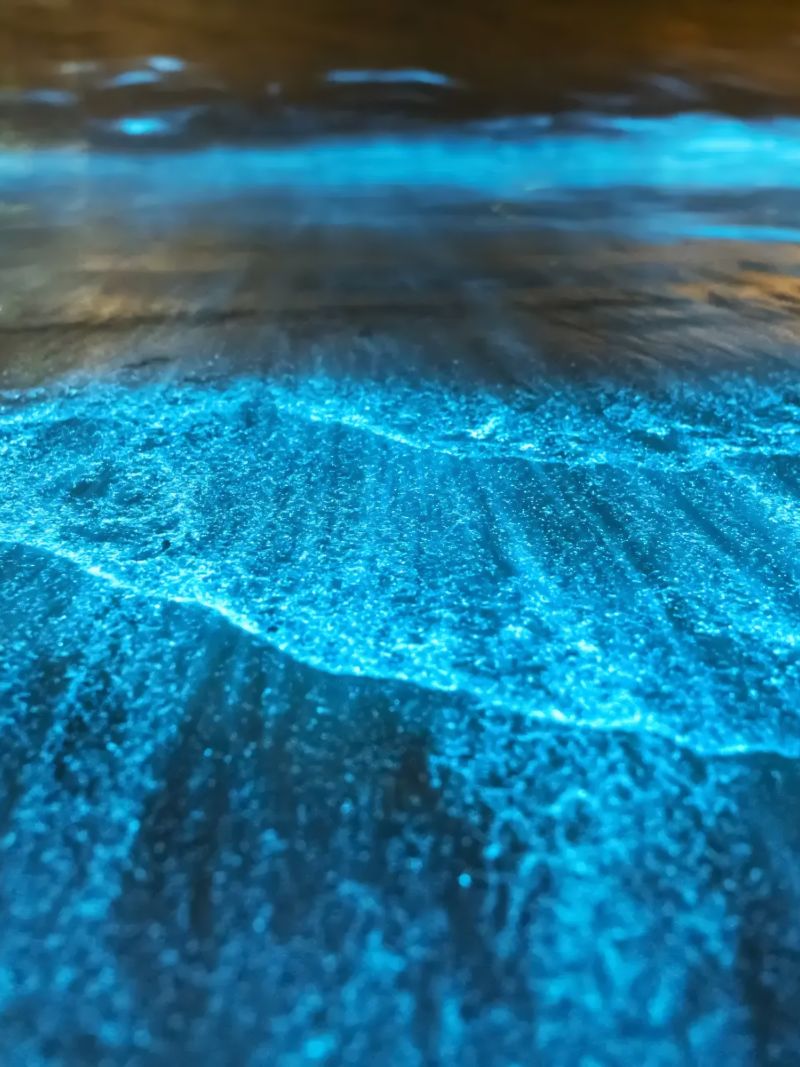 Bioluminescent Bay