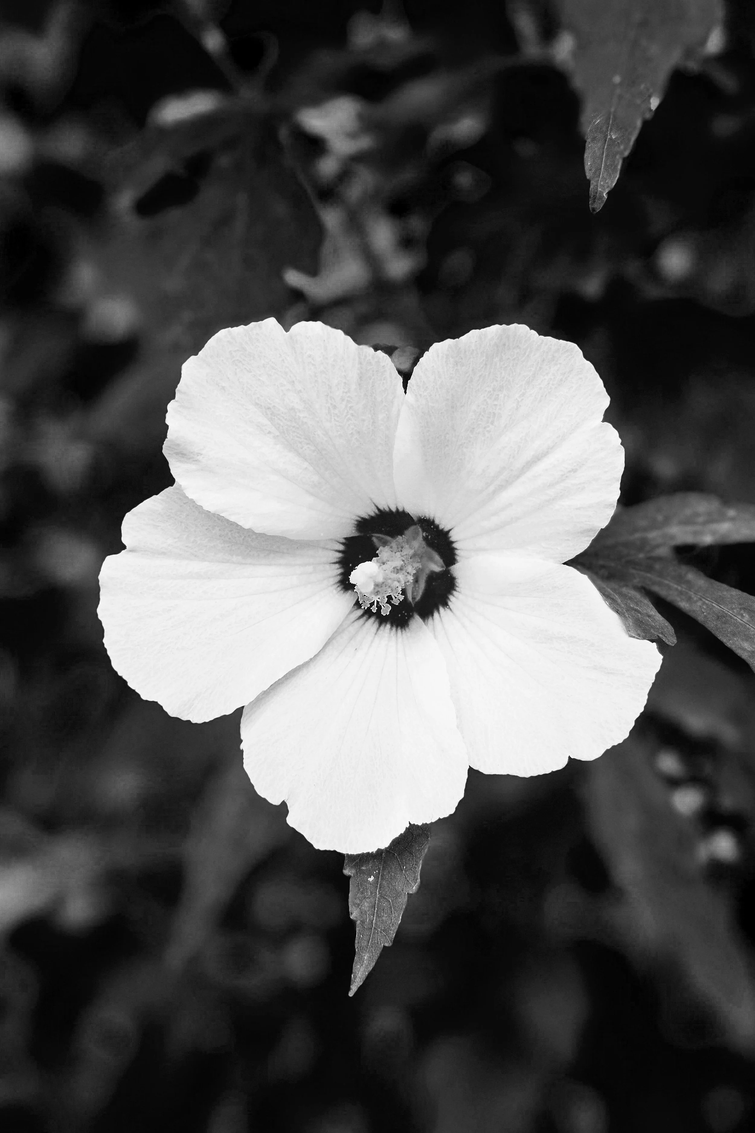 Mugunghwa — Hibiscus Syriacus, South Korea's national flower, source of 피어나다 by StudioKus