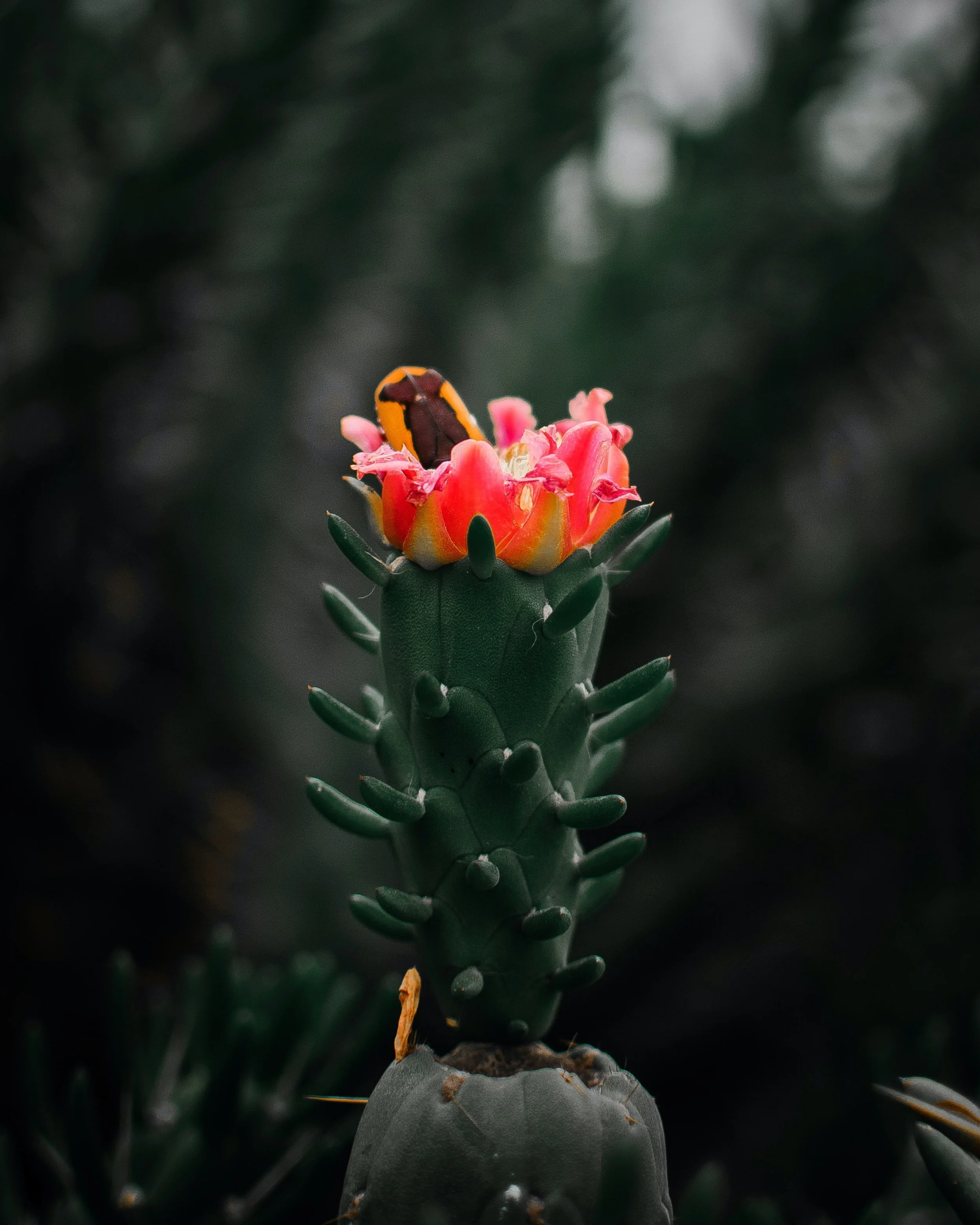 YBJ — référence visuelle, Austrocylindropuntia subulata, cactus aiguille d'Ève, par StudioKus