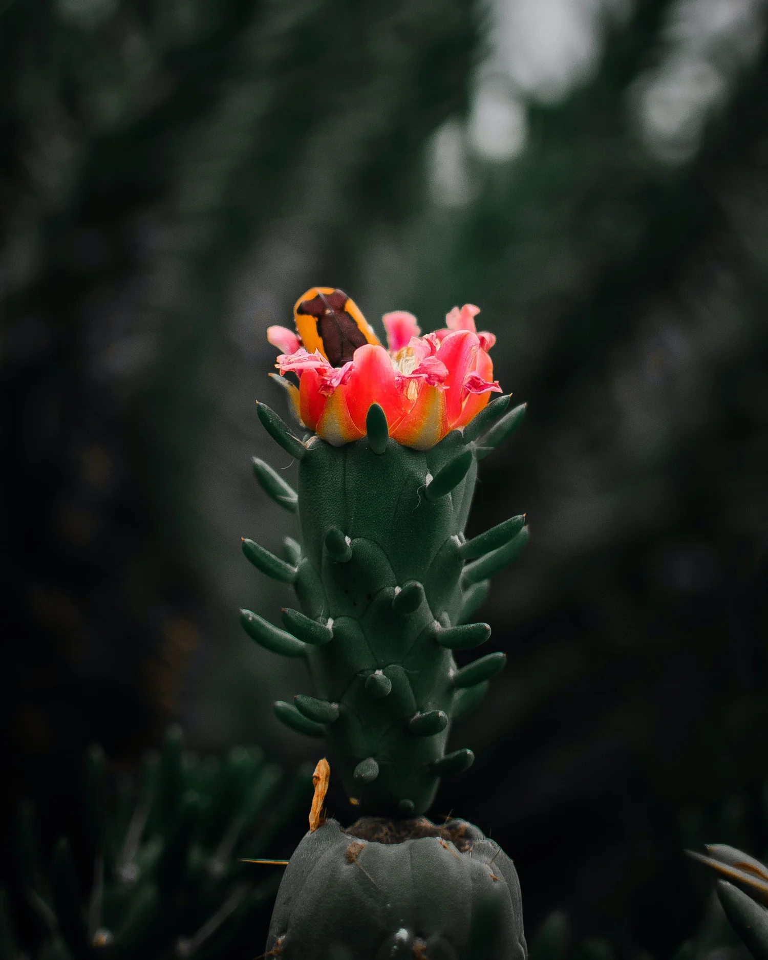 YBJ — visual reference, Austrocylindropuntia subulata, Eve’s needle cactus, by StudioKus