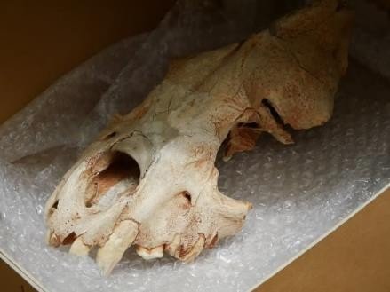 The fossilised Hyaena skull found in Kents Cavern, now at Torquay Museum