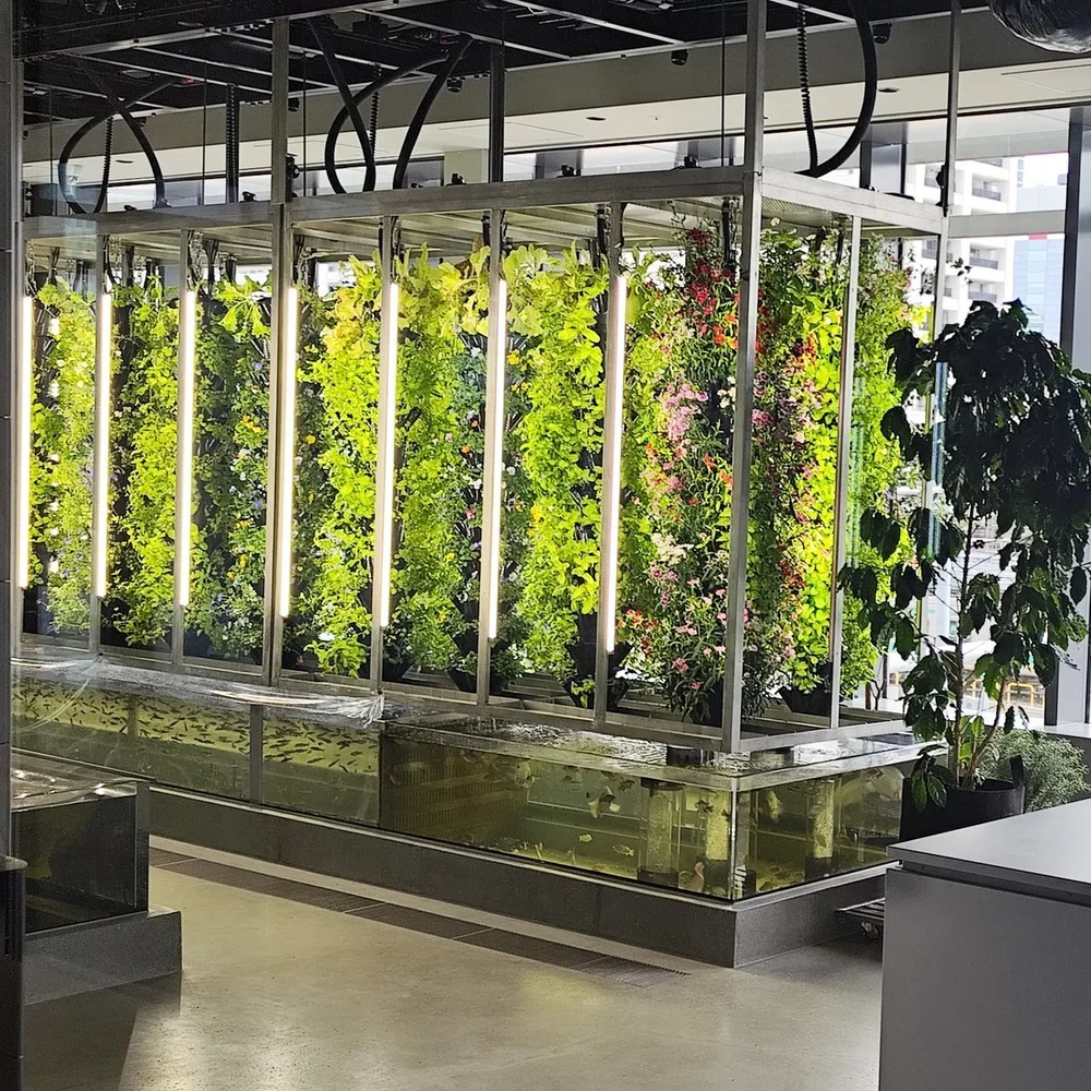 Aquaponic living wall and fish tank in a city building
