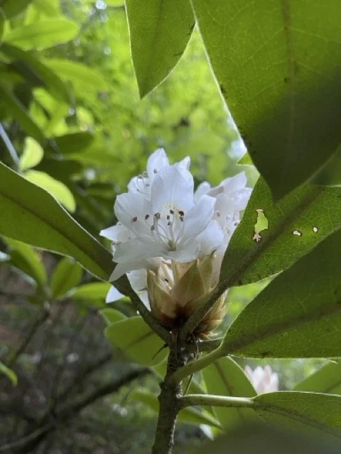Rachel Stepek reference photo of white Great Laurel rhododendron blooms