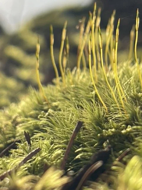 Rachel Stepek reference photo of lake mosses glowing in sunset light