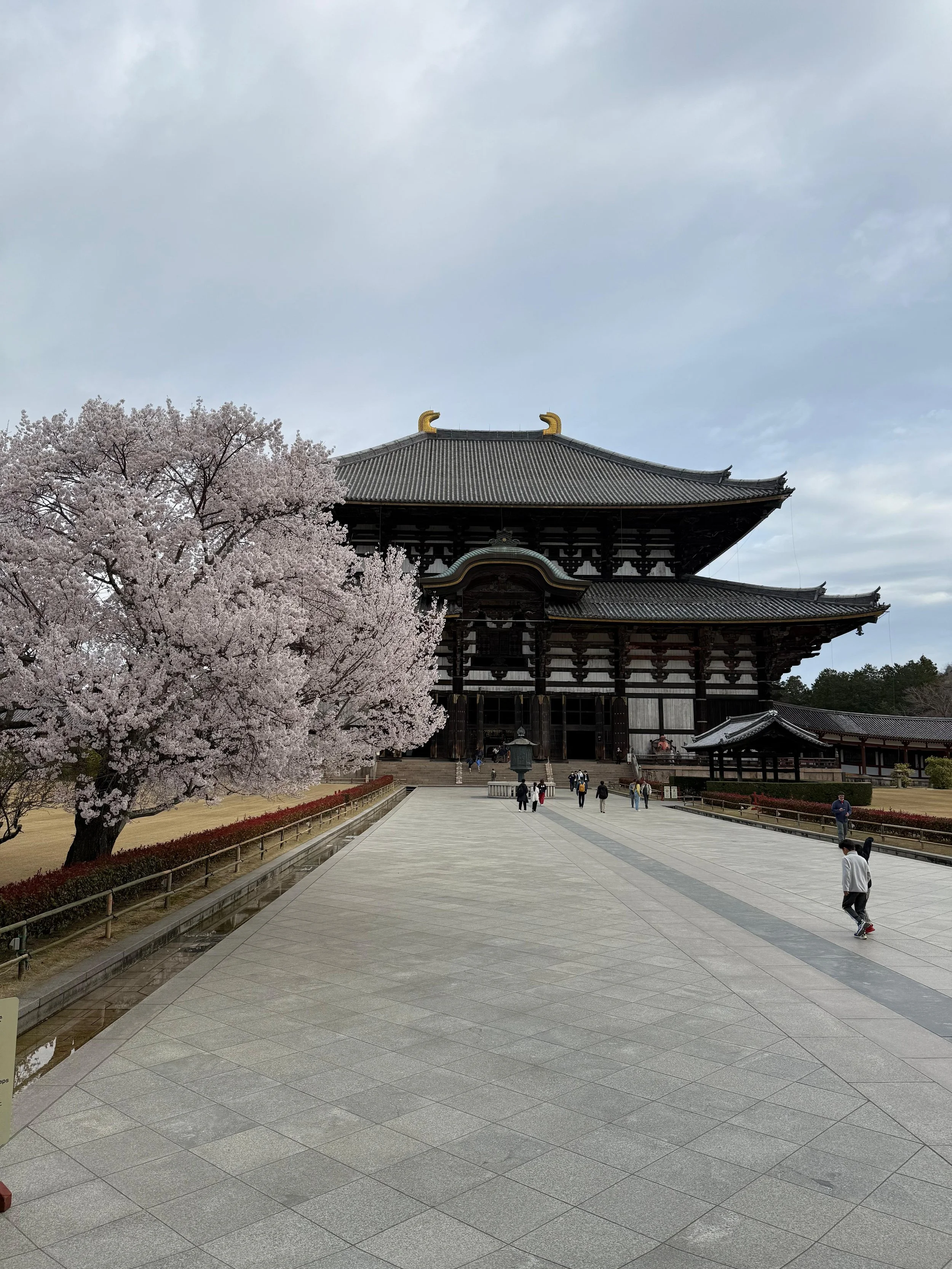 Templo Todai-ji em Nara com cerejeiras em flor