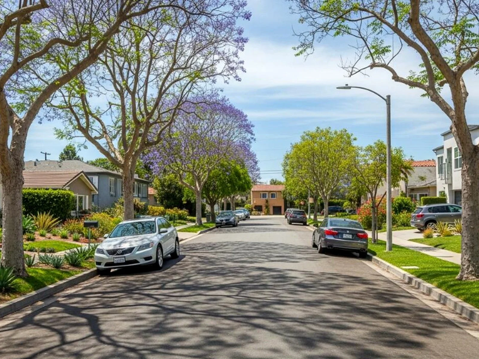 Jacaranda-lined residential street in Sherman Oaks in spring bloom