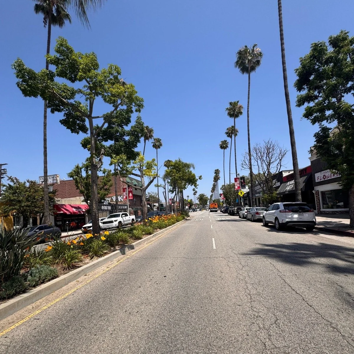 Palm-lined Ventura Boulevard with median flowers in Studio City