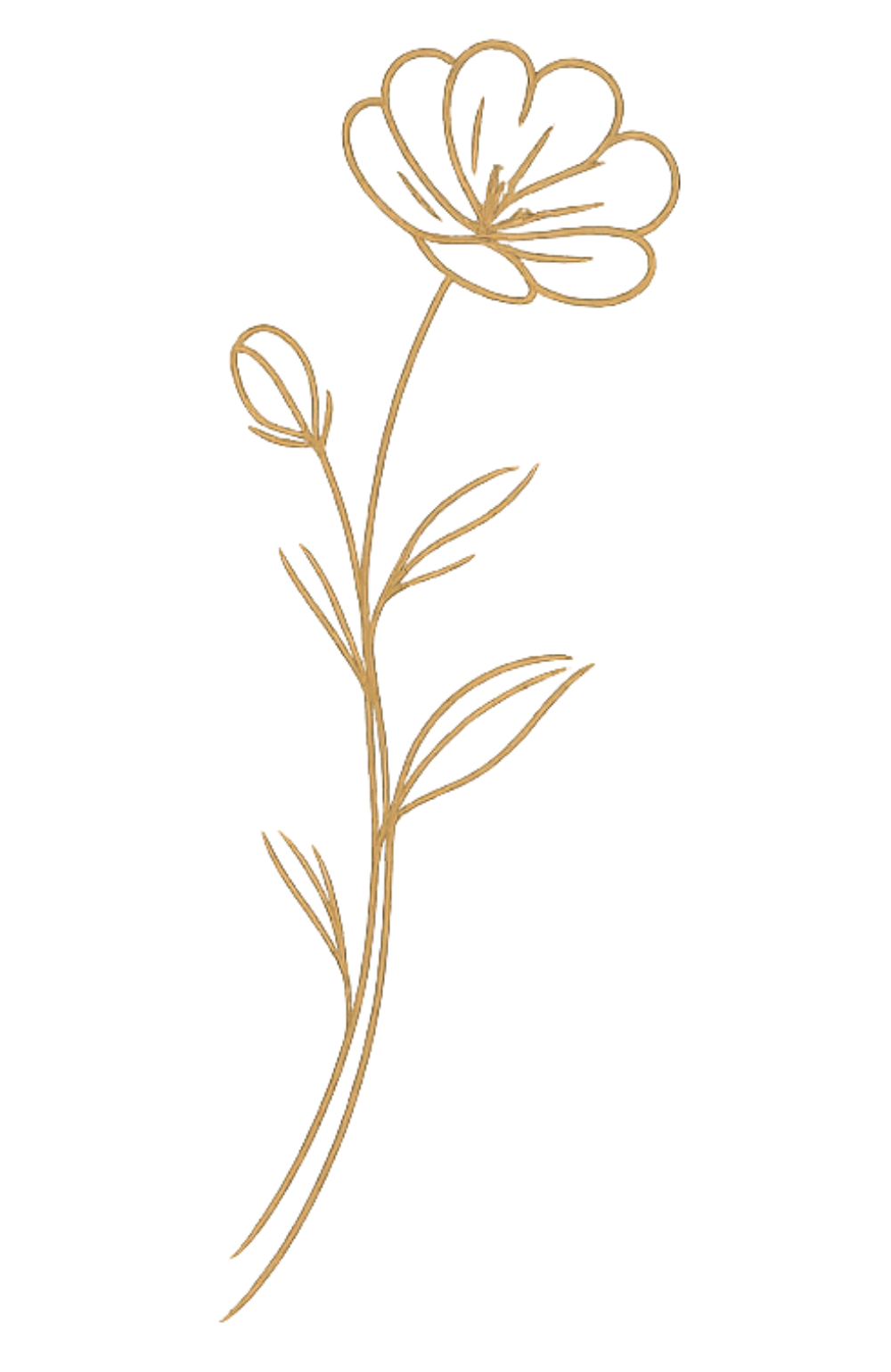 California poppy illustration