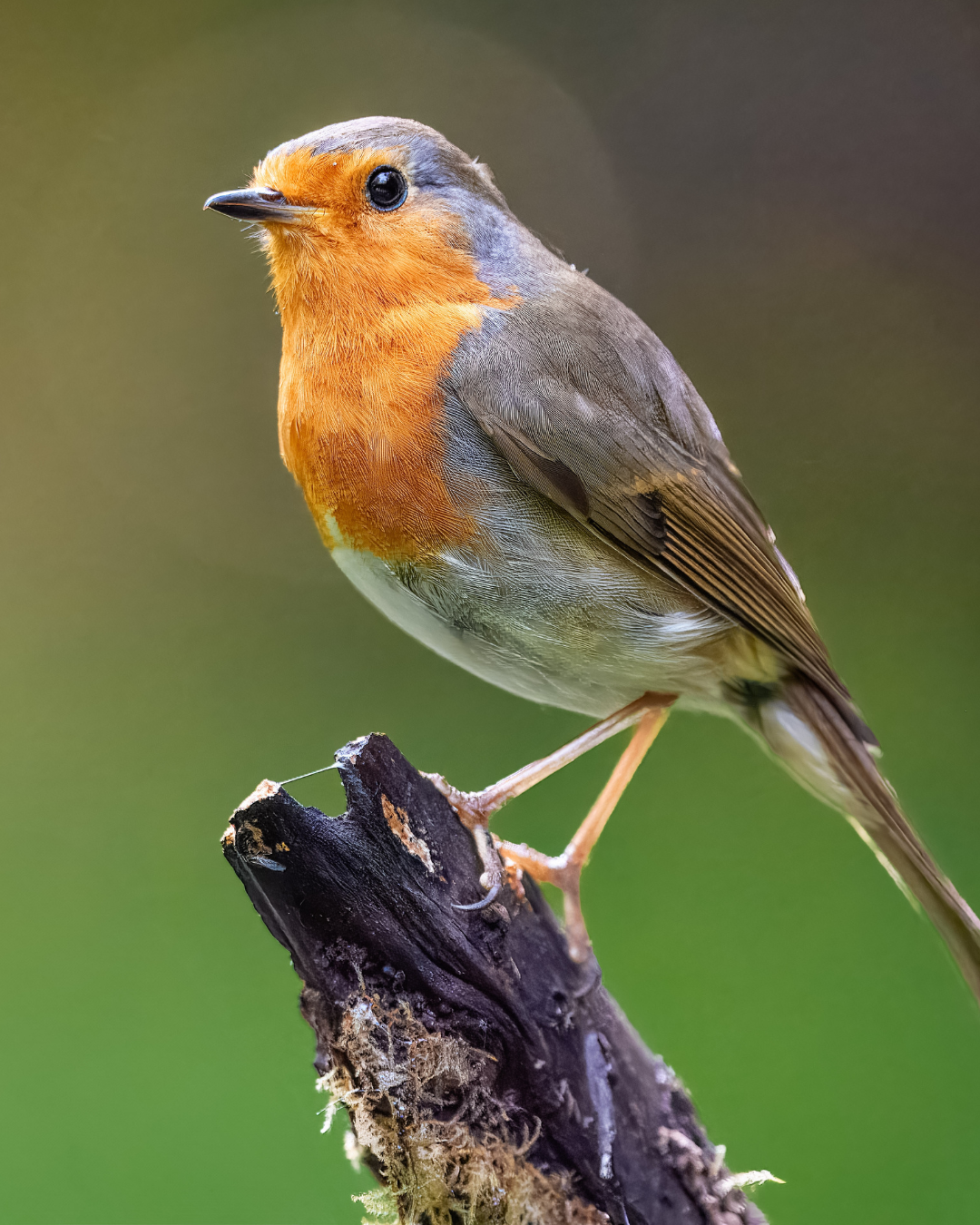A robin perched on a branch