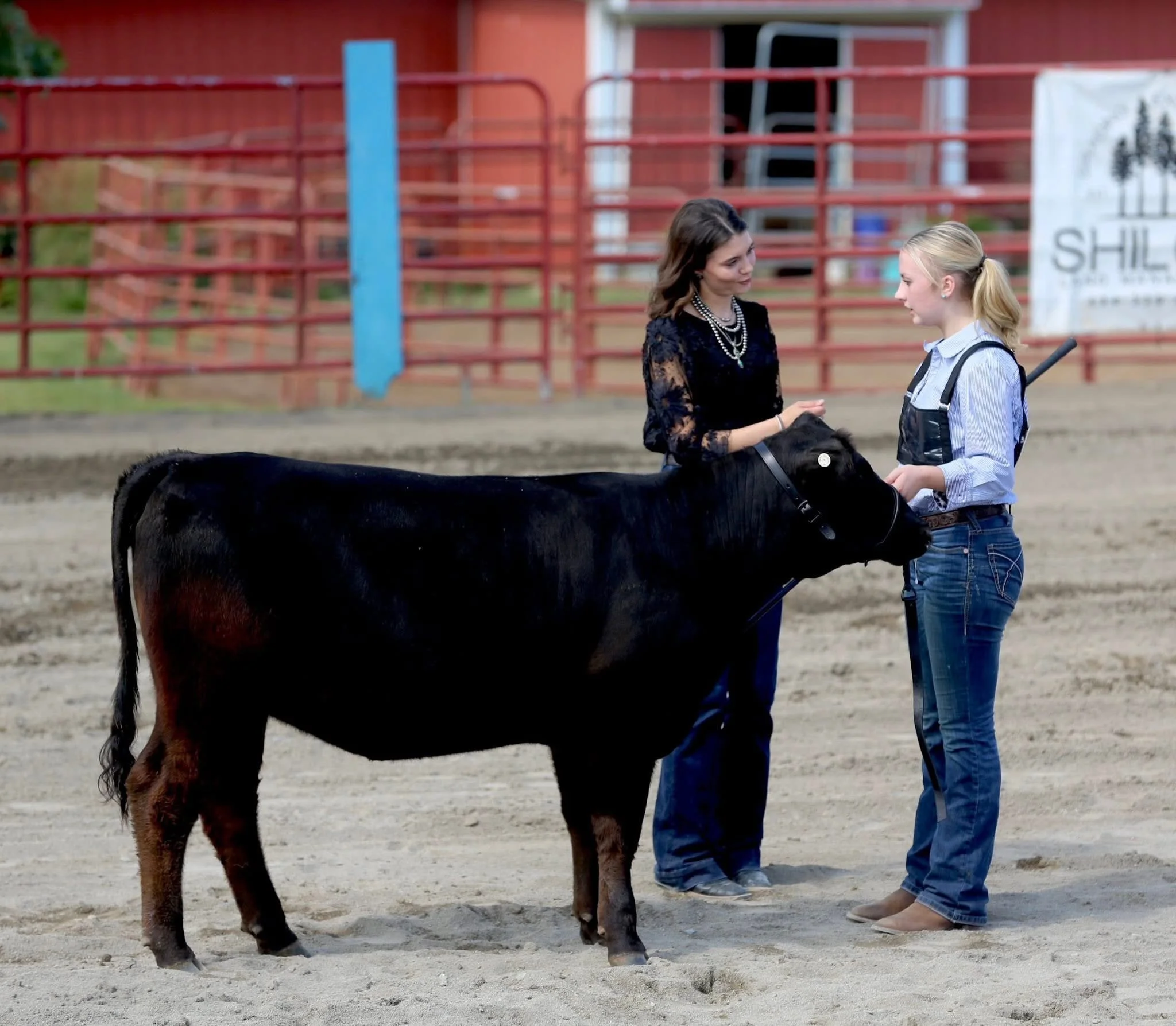 Cattle show at the 2025 Bedford County Fair