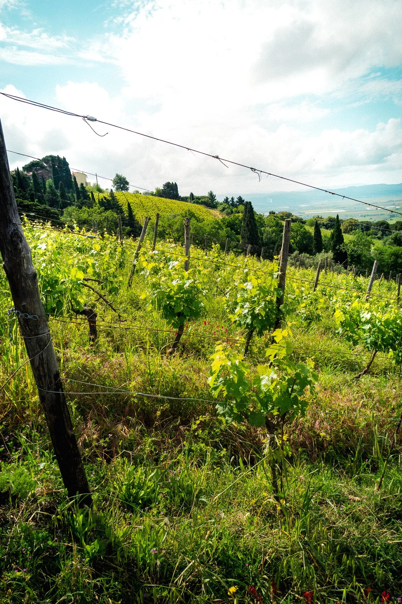 Vigneti a Belvedere di Suvereto con vista sull'Isola d'Elba