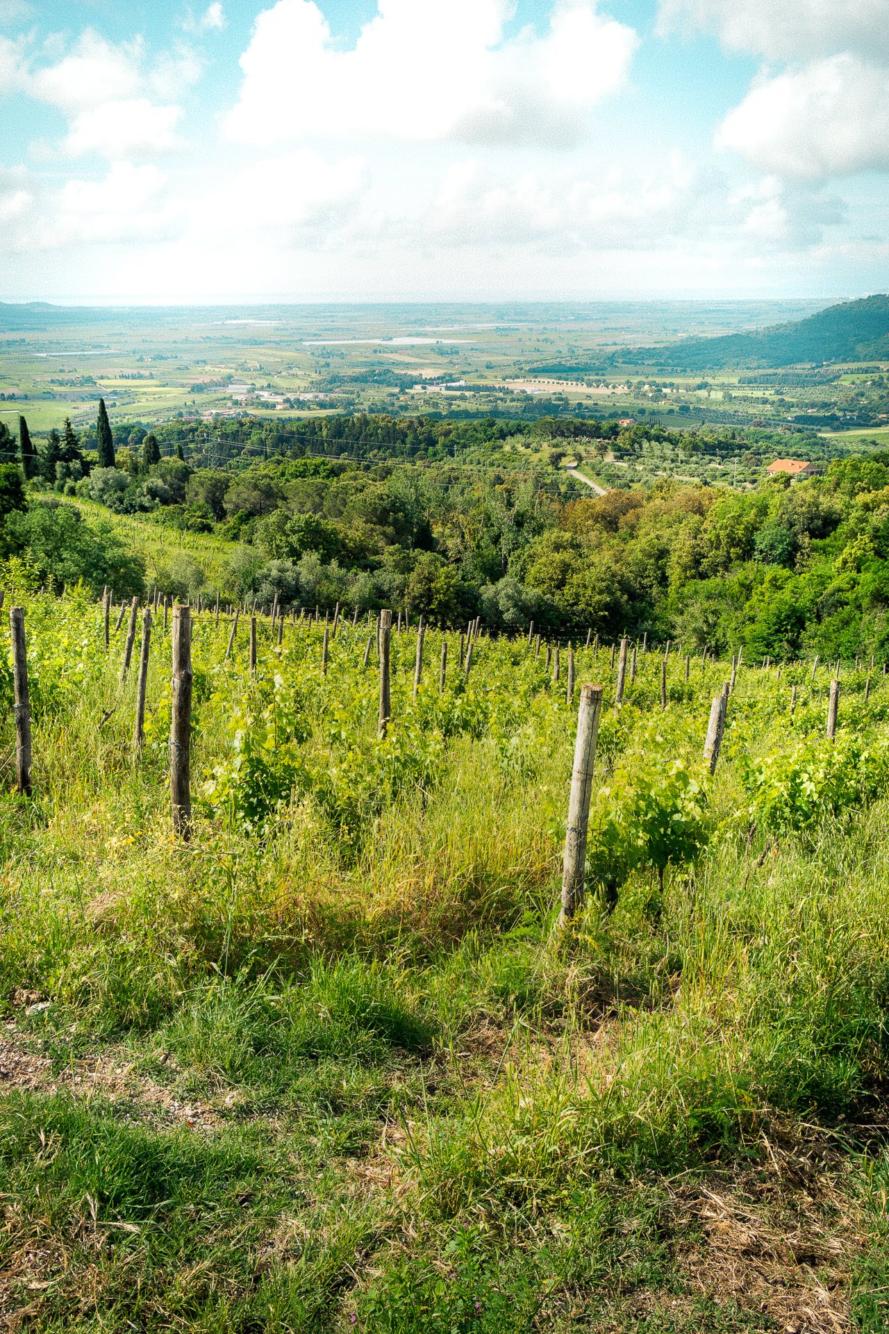 Panorama di Belvedere di Suvereto con vista sull'Isola d'Elba