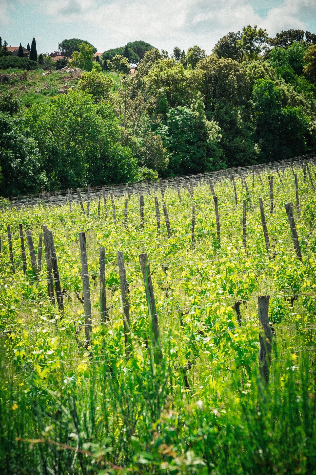 Macchia mediterranea e biodiversità nelle vigne di Suvereto