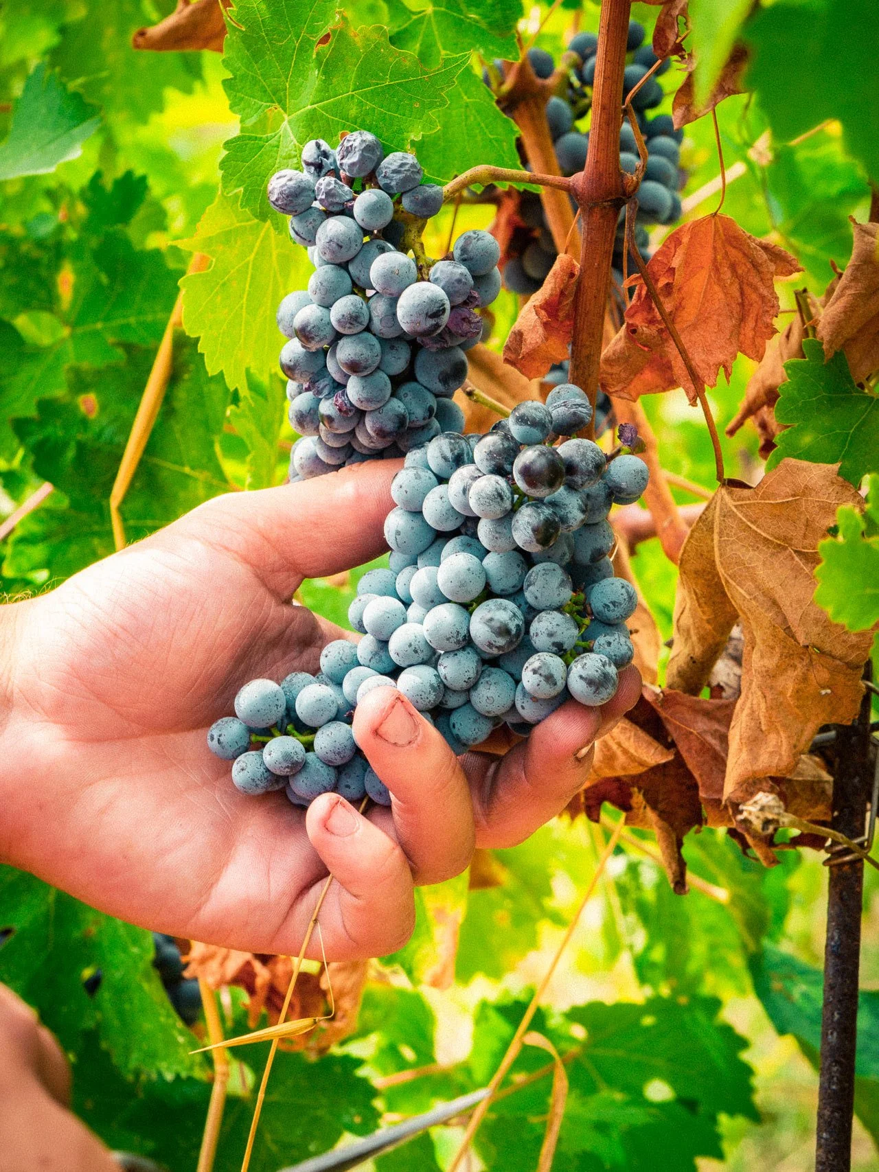 Sperimentazione omeodinamica nelle vigne di Suvereto