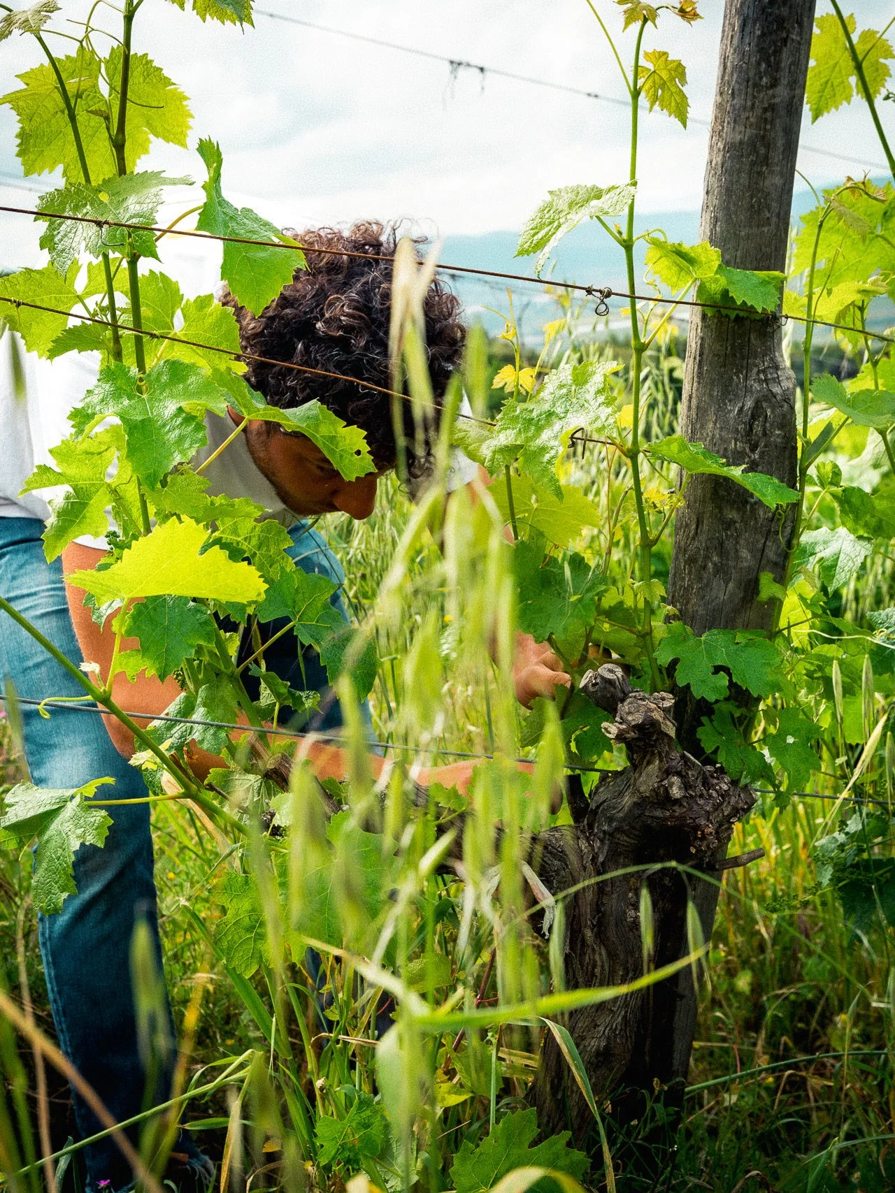 Vite maritata al mandorlo a Belvedere di Suvereto