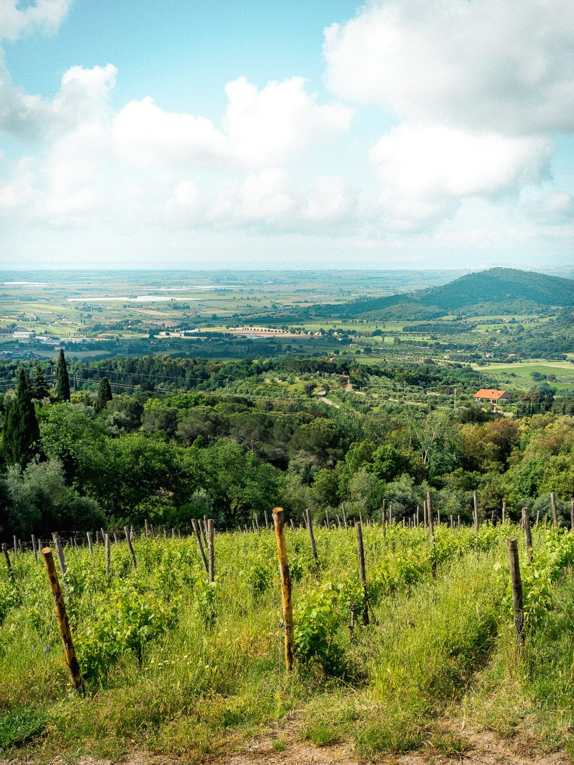 Belvedere di Suvereto — panorama sulle Colline Metallifere e il Tirreno