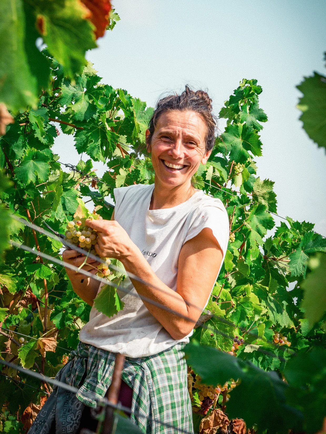 Cura del vigneto a Suvereto — agricoltura naturale