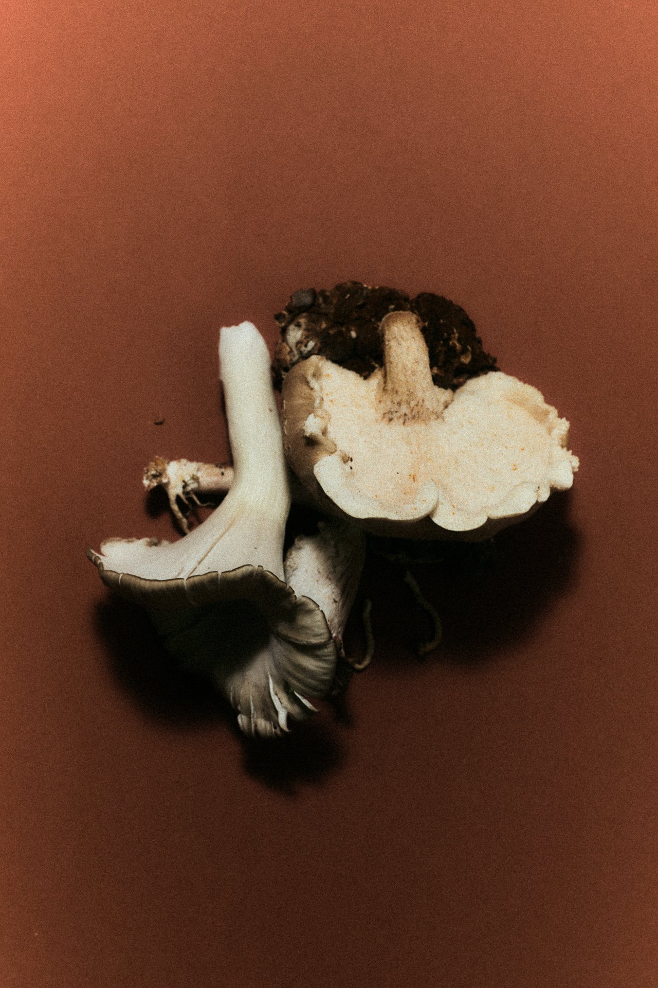 Wild foraged mushrooms on rust background for psychedelic-assisted therapy