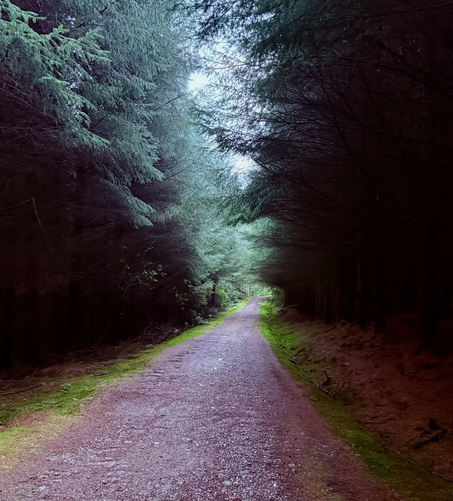 An inviting gravel path leads between green conifers near Falkland.