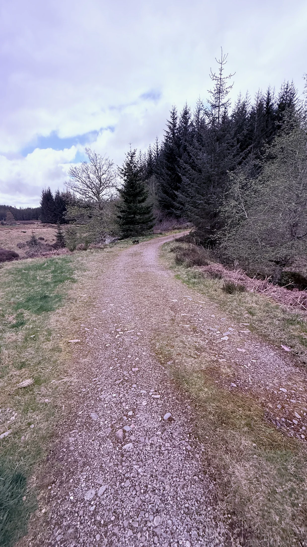 A broad gravel path curves beside conifers and open heather, with Bailey in the distance.