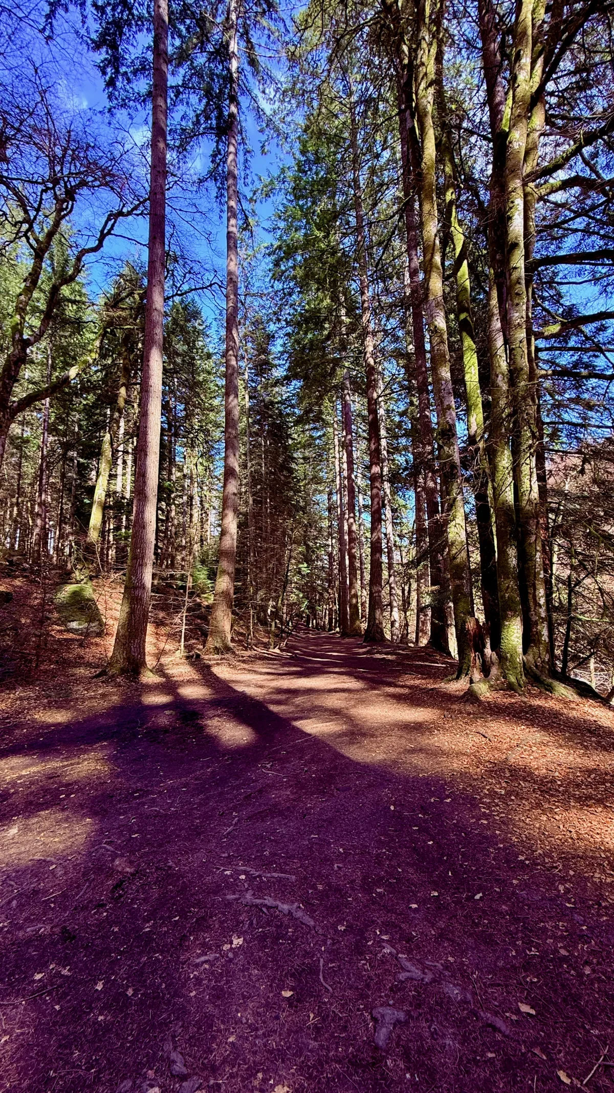 A broad, sunlit woodland path winding between tall trees.