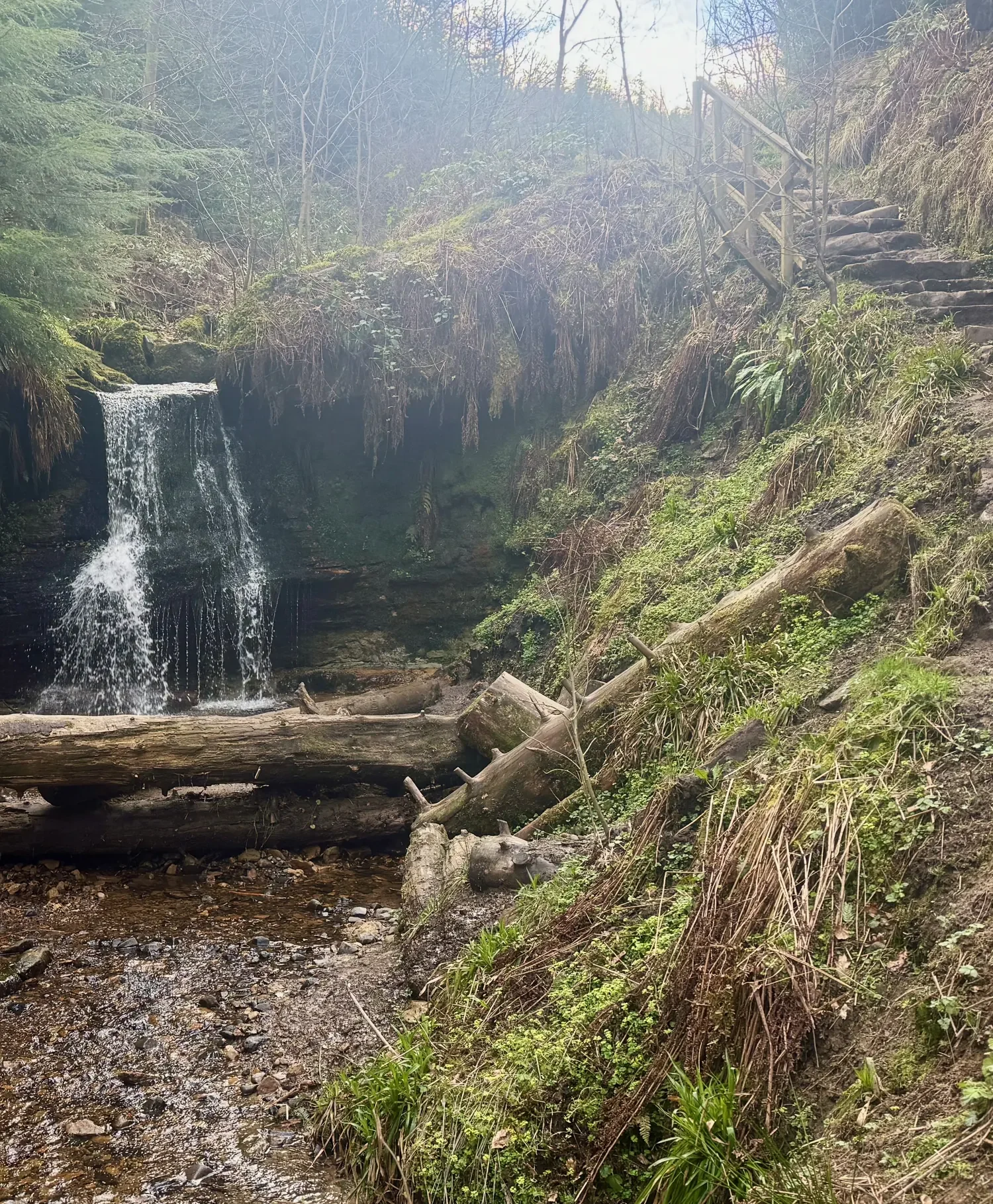 A waterfall tumbles into Maspie Den beside stone steps that continue up through the woodland.