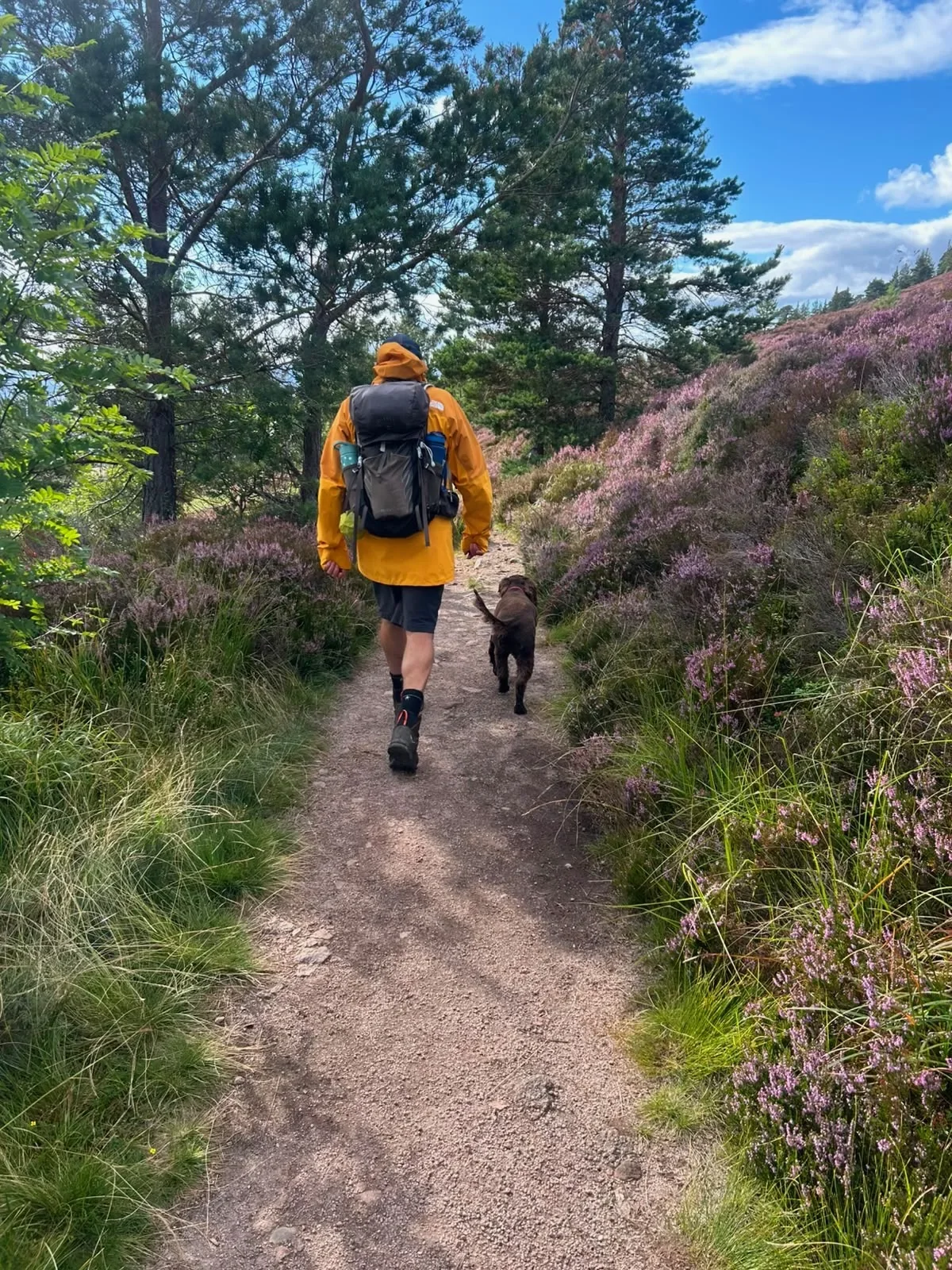 Chris walking away along a heather-lined woodland path with Bailey, photographed from behind.