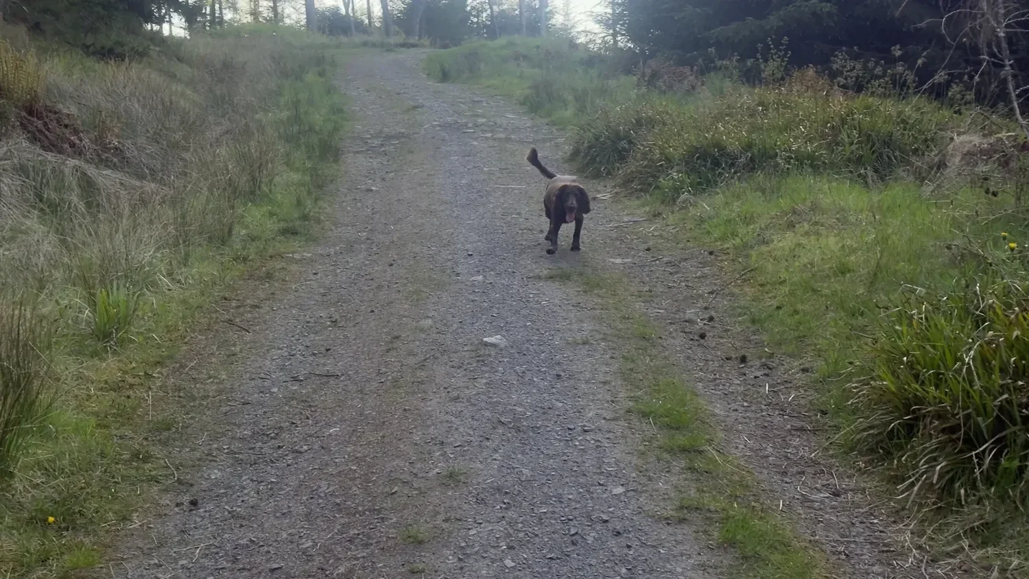 Bailey walks ahead along a familiar gravel path through woodland near Falkland.