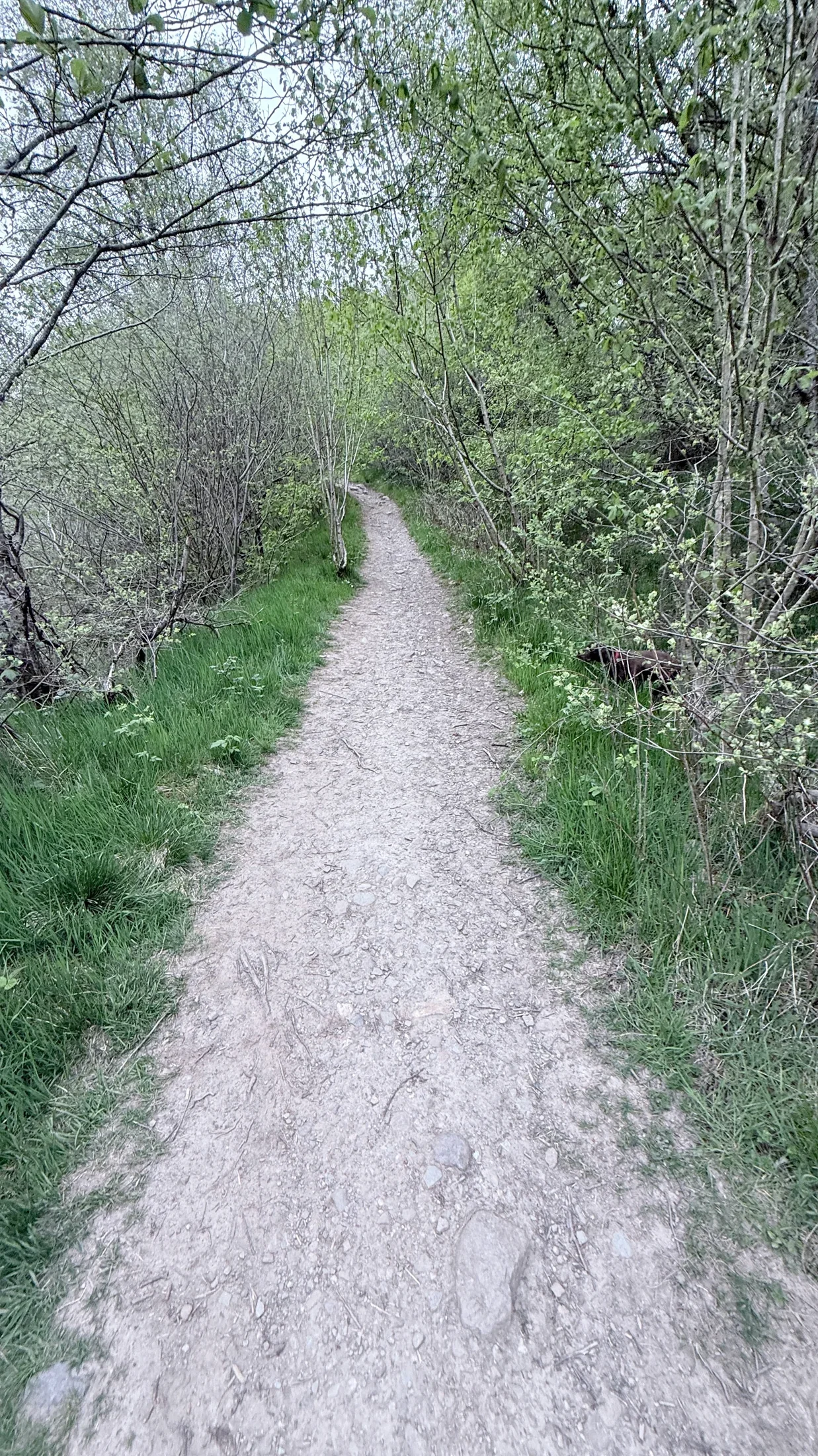 A quiet woodland path opens ahead between green trees, inviting a new direction.