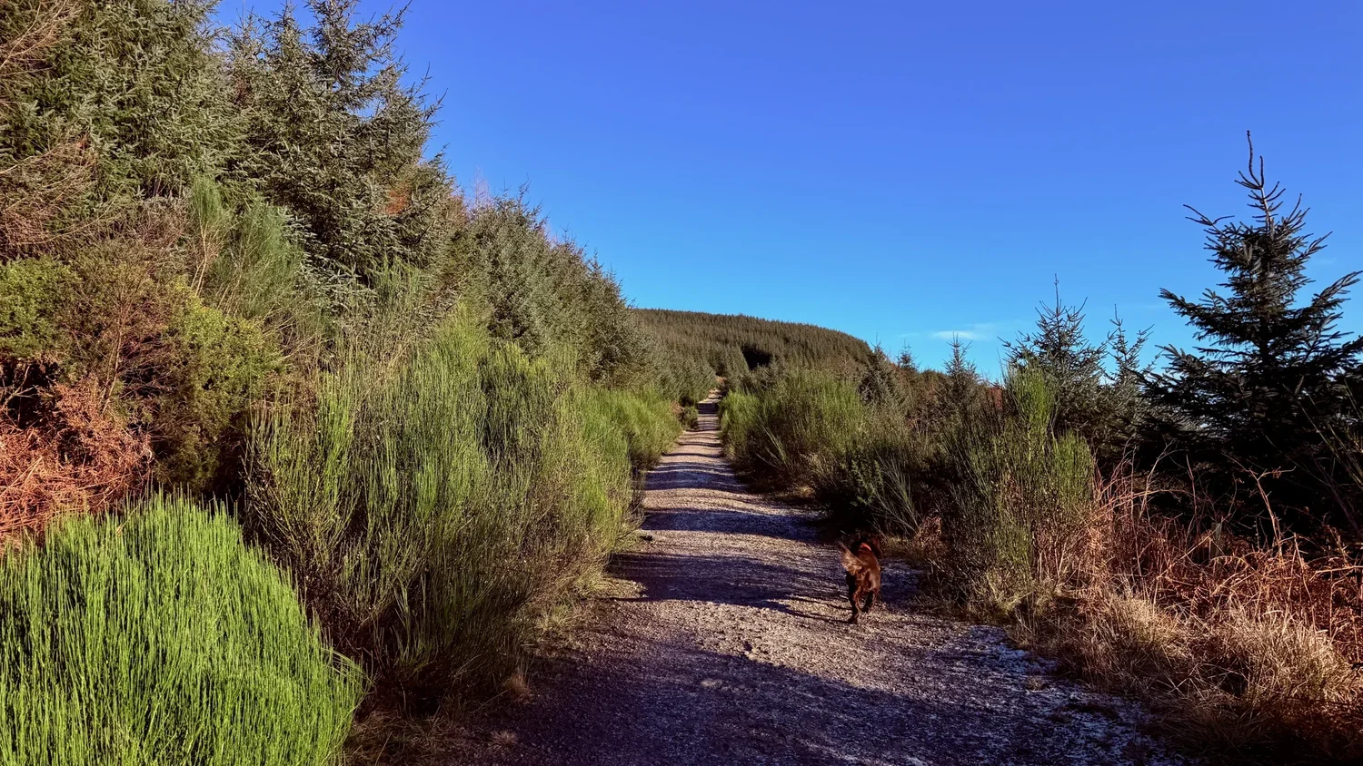 Bailey explores a quiet Scottish path beneath blue skies and sunlit trees.